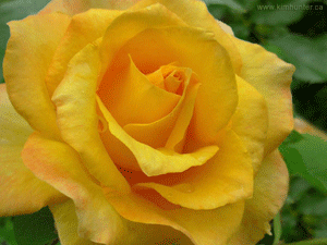 Flowers Sweets Gifts Cakes to Hyderabad India Ap Hyderabad Same day and Midnight Delivery (saraindia.com): Send Gifts, Flowers, Sweets, Cakes, Toys, Kids Gifts, to India, Same day delivery and prompt service quality products to Hyderabad, Secunderabad. Online Cakes Delivery Send Birthday Cakes, Send Birthday Gifts, Send Flowers to Hyderabad, Eggless Cakes , Chocolate Cakes , Wedding Cakes